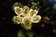 Chrysosplenium hebetatum