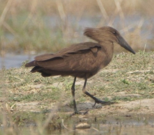 iNaturalist image