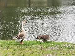 Anser cygnoides domesticus