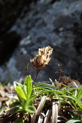 Veronica morrisonicola