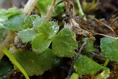 Chrysosplenium hebetatum