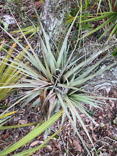 Tillandsia fasciculata, photograph 2