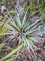 Tillandsia fasciculata, photograph author not stated, no rights reserved