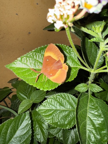 Oak Eggar