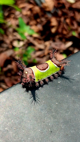 Saddleback Caterpillar Moth