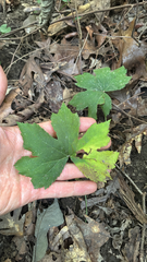 Hydrastis canadensis