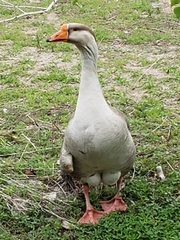 Anser anser × cygnoides