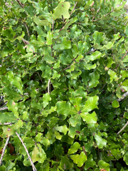 Quercus chapmanii, photograph author not stated, no rights reserved