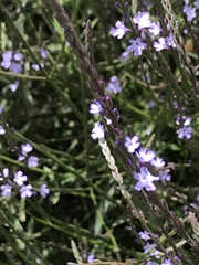 Verbena menthifolia