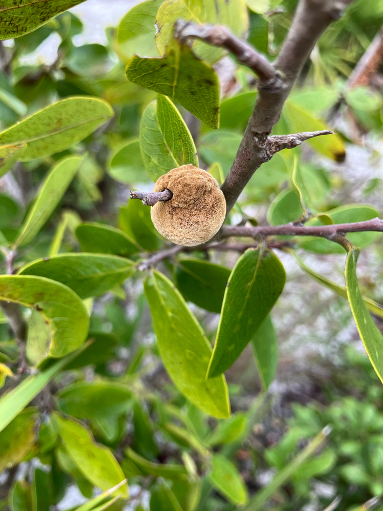 Pawpaw Polypore · September 2026 · photo: Photo: no rights reserved · iNaturalist