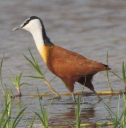 iNaturalist: (c) Pierre Driessen, some rights reserved (CC BY-NC), uploaded by Pierre Driessen iNaturalist image