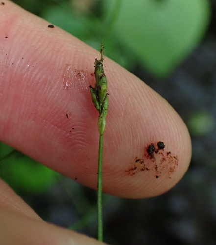 Carex leptalea, photograph 3