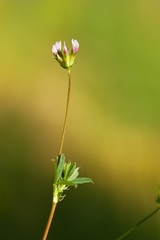 Trifolium oliganthum
