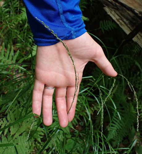 Glyceria melicaria