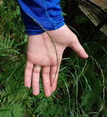 Glyceria melicaria