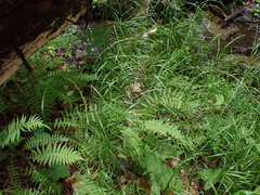 Glyceria melicaria, photograph (c) Steven Lamonde, some rights reserved (CC BY)