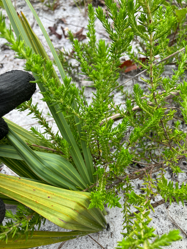 Piloblephis rigida, photograph 2