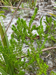 Piloblephis rigida