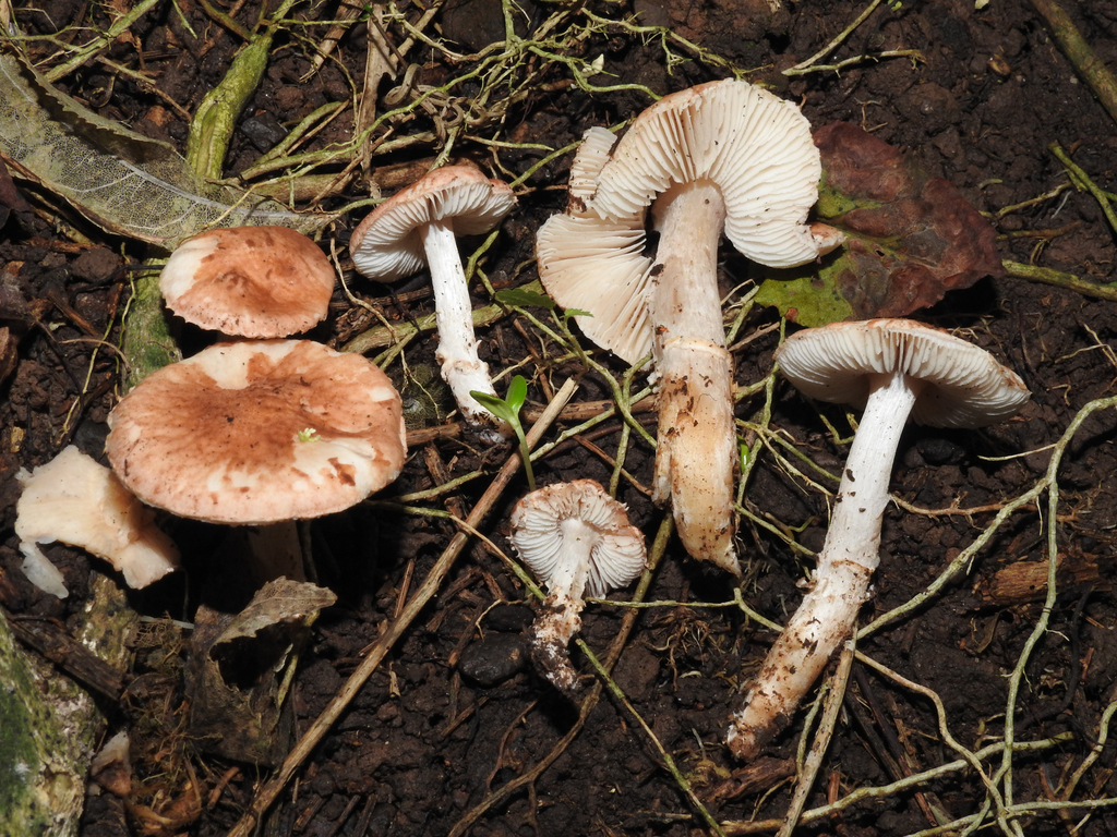 Limacella wheroparaonea