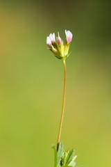 Trifolium oliganthum