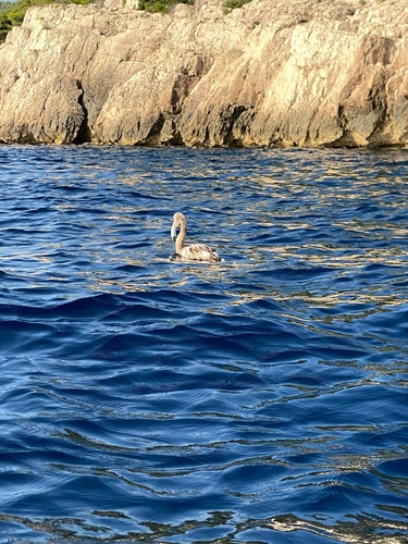 iNaturalist image