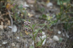 Valerianella pumila