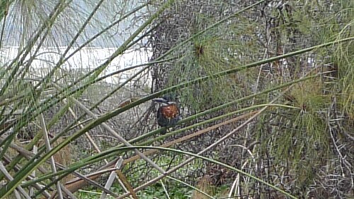 iNaturalist image