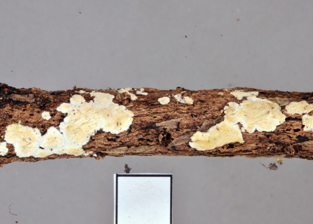 Steccherinum resupinatum