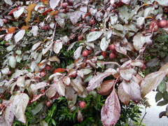 Prunus cerasifera pissardii