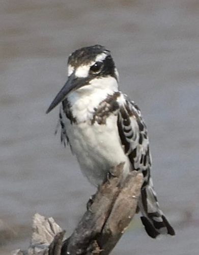 iNaturalist image