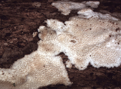 Steccherinum resupinatum