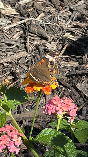 Common Buckeye
