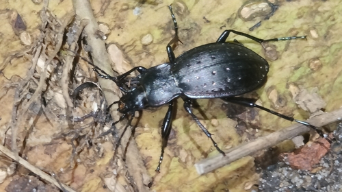 Carabus hortensis