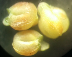 Valerianella pumila