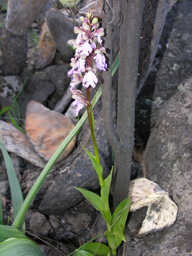 Himantoglossum metlesicsianum image