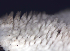 Steccherinum resupinatum