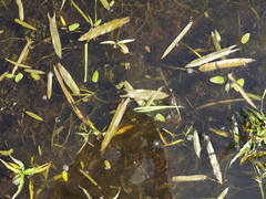 Sagittaria natans