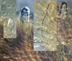 Steccherinum resupinatum