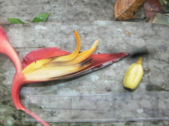 Heliconia griggsiana