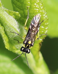 Rhogogaster picta