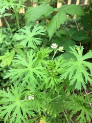 Geranium bicknellii