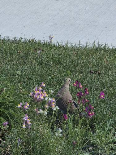 Mourning Dove