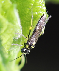 Rhogogaster picta