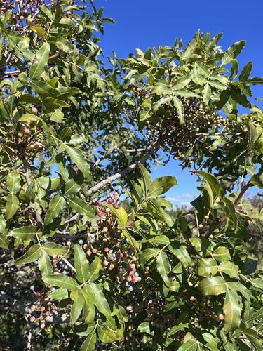 Pistacia atlantica, photograph 4
