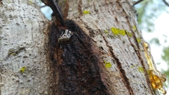 Colecerus marmoratus