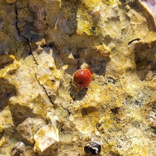 Nerita sanguinolenta observed 2026-09-08