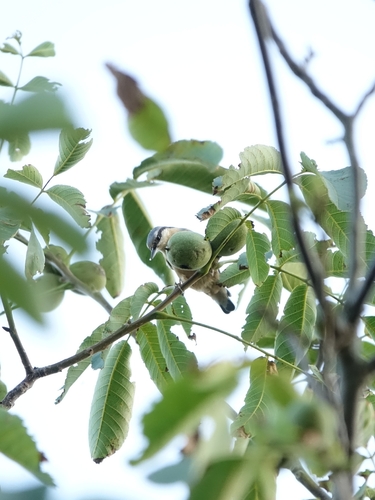 Eurasian Nuthatch