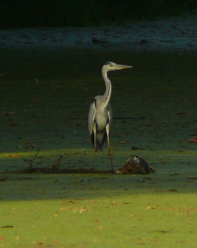 Grey Heron