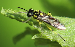 Rhogogaster picta