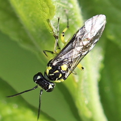 Rhogogaster picta
